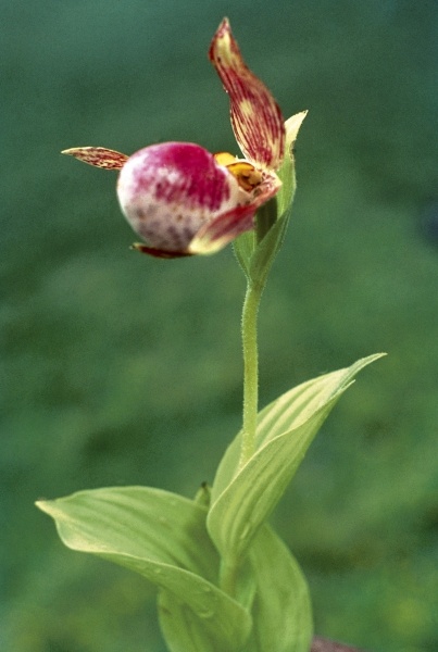 Himalayan Ladyslipper (Cypripedium himalaicum) (photo)  od 