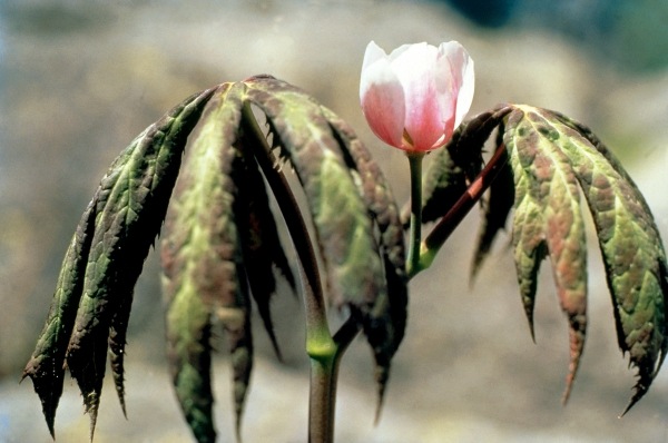 Himalayan Mayapple Latin (Podophyllum hexandrum) (photo)  od 