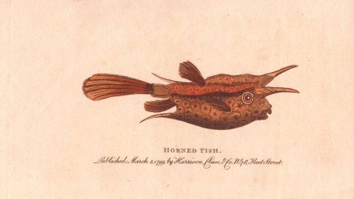 Horned fish or longhorn cowfish od 