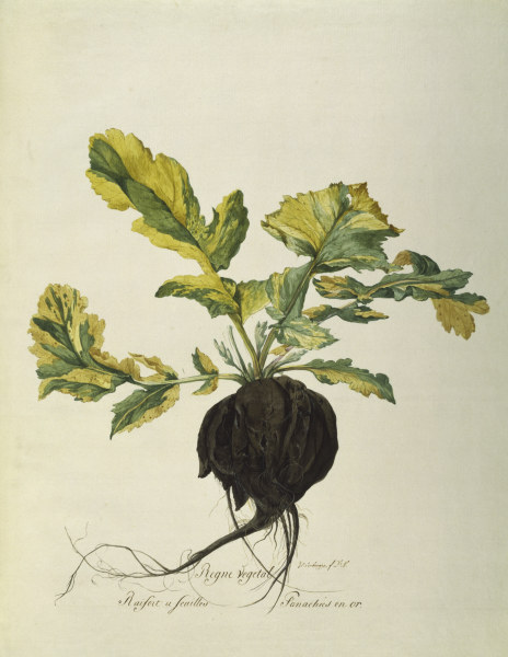Horseradish, Règne Végétal / Gouache od 