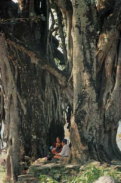 Huge pipal Ficus religiosa and banyan Ficus (photo)  od 