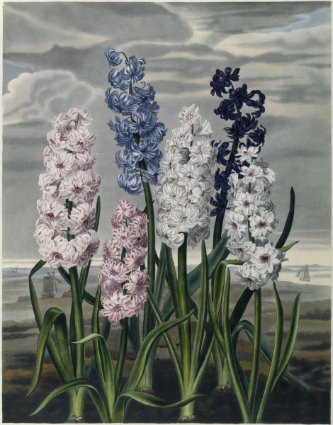 Hyacinths / Aquatint / c.1820 od 