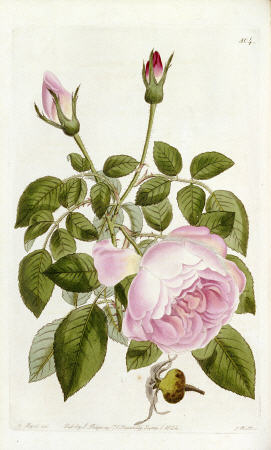 Illustration From The Botanical Register, Sydenham Teast Edwards 1769?-1819 & John Lindley 1799-1865 od 