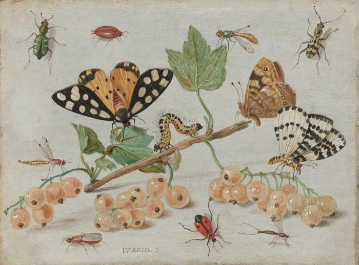 Insects and Fruit od 