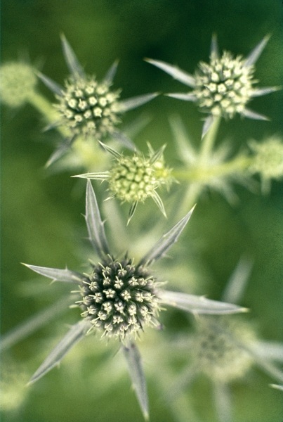 Kashmir Eryngo (Eryngium biebersteinianum) (photo)  od 