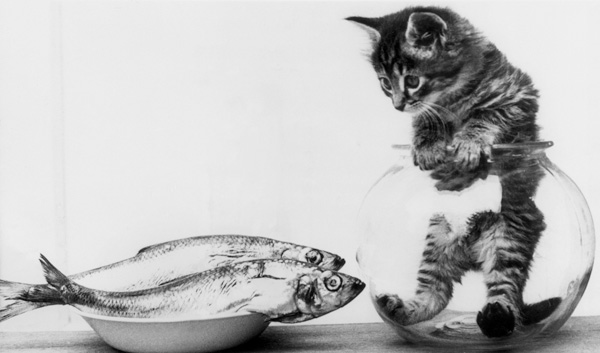 Kitten in an aquarium looking at fishes in a plate od 
