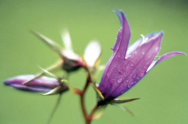 Large Bell Flower (Campanula latifolia) (photo)  od 