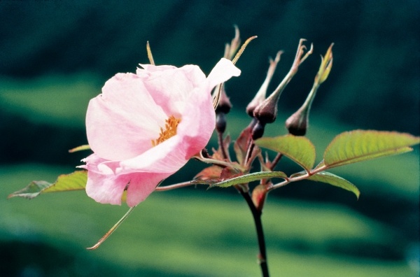 Large-Leaved Rose (Rosa macrophylla) (photo)  od 