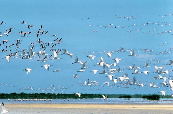 Lesser flamingos spoonbills and Caspian terns at Point Calimere (photo)  od 