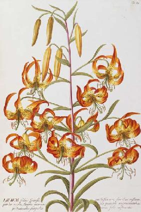 Lilium From ''Plantae Selectae''