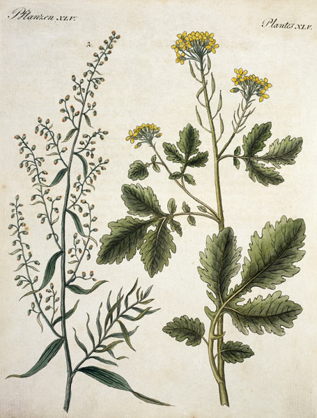 Mustard and Tarragon / Etching / 1796 od 