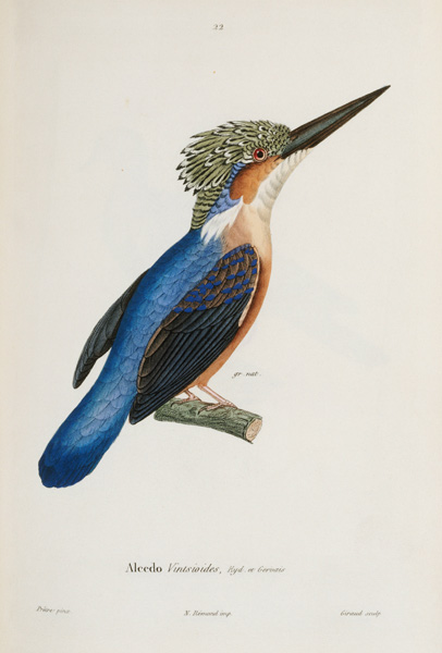 Malagasy Kingfisher od 