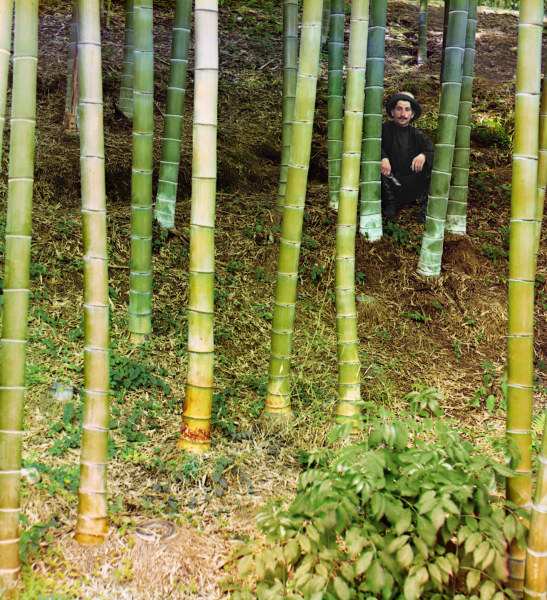 Man among Bamboo Trees / Photo od 