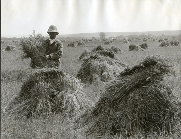 Man in wheat field / Oregon / Photo 1910 od 