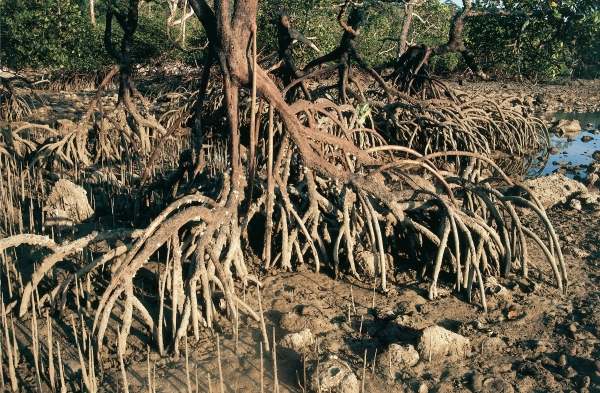 Mangroves roots grow upwards (photo)  od 