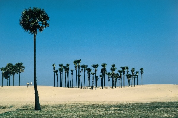 Most beautiful palm groves (photo)  od 