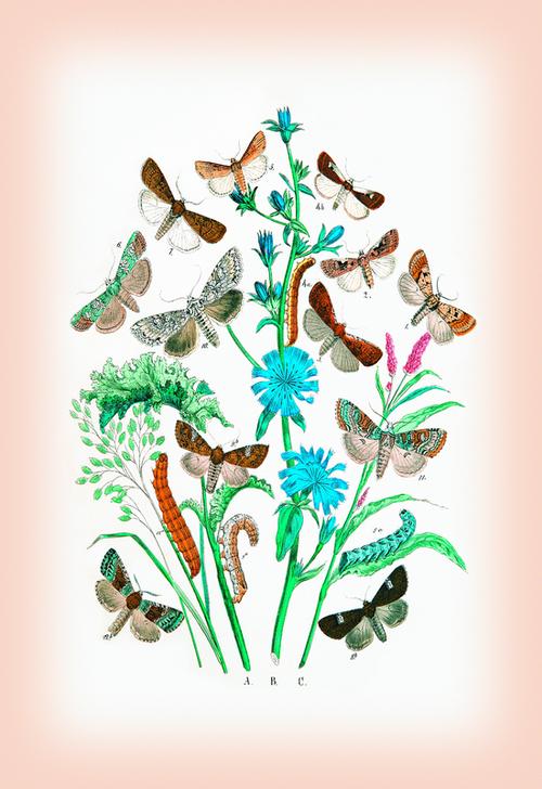 Moths: Agrotis Segetum od 