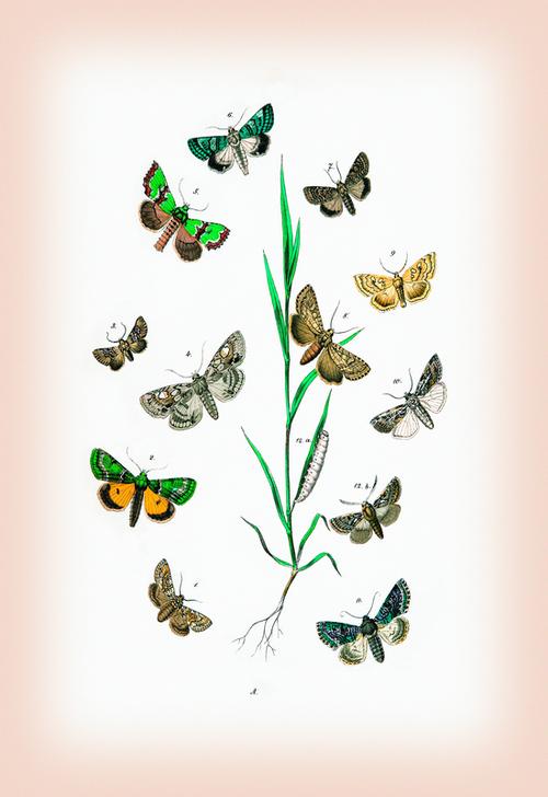 Moths: Cleophana Anarrhini od 
