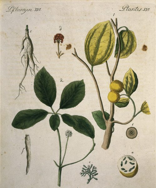 Nux Vomica and Ginseng / Bertuch 1792 od 