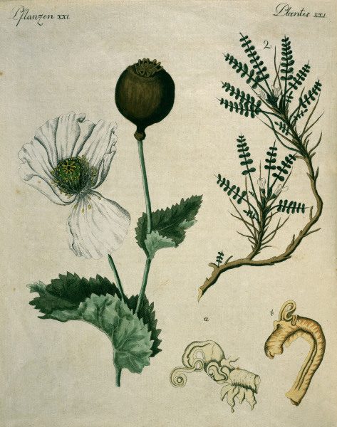 Opium Poppy and Astragalus / Bertuch od 