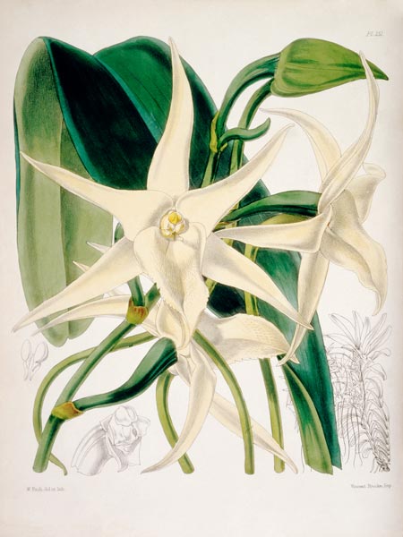 Orchid / W. H. Fitch, 1876 od 