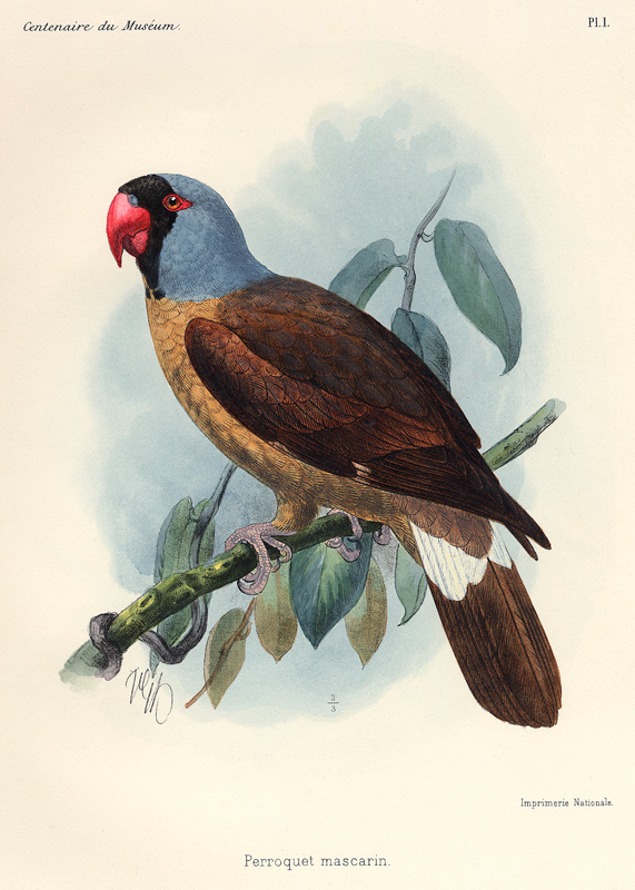 Perroquet mascarin. (Réunion-Sittich – Mascarinus mascarinus). od 