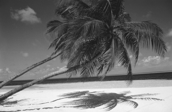 Palm tree shadow on sand (b/w photo)  od 