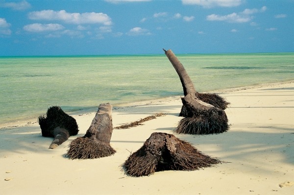 Palm trees trunk on sand, Bangaram (photo)  od 