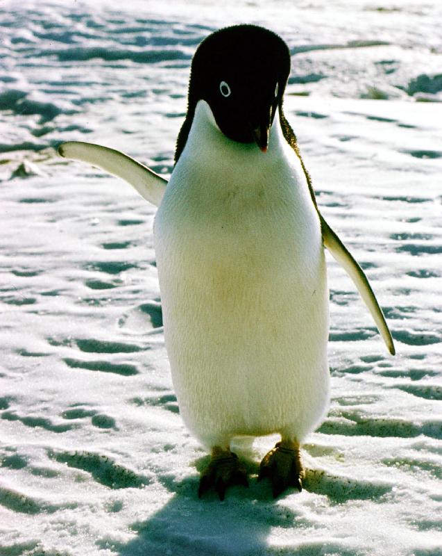 penguin on the ice floe od 
