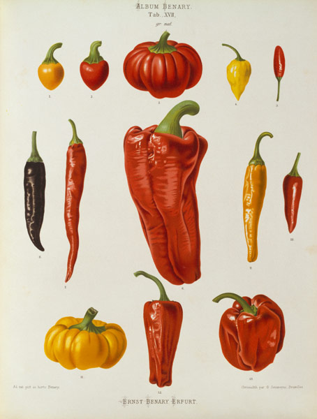 Pepper, Album Benary / Colour lithograph od 