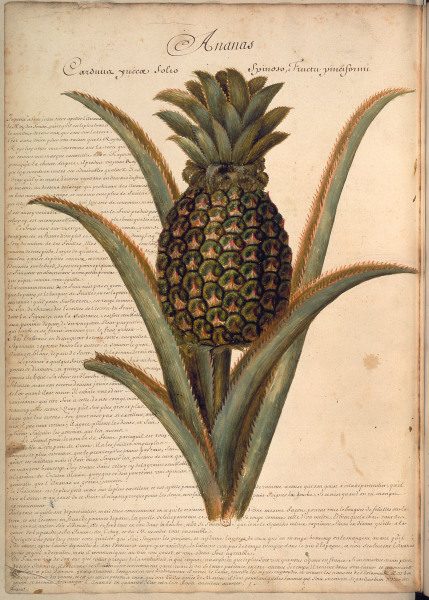 Pineapple / Plumier / Drawing / 1688 od 