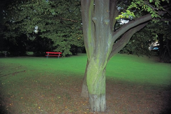 Red bench and tree bark (photo)  od 