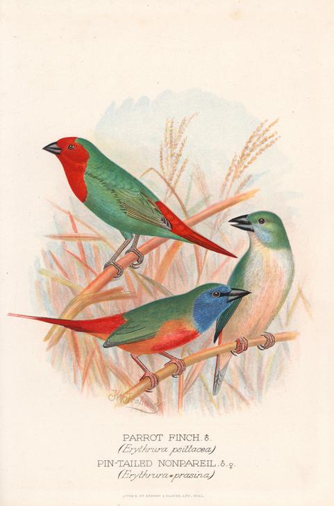 Red-throated parrot finch od 