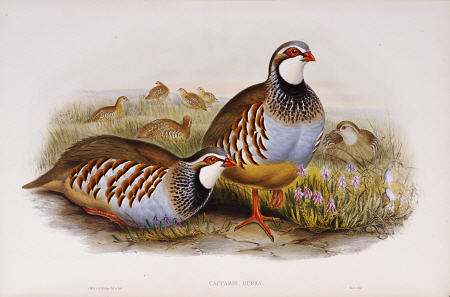 Red Legged Partridges (Caccabis Rubra) od 