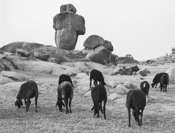 Rocks and sheep grazing (b/w photo)  od 