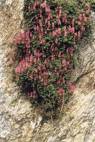Rose Carpet Knotweed (Bistorta vaccinifolia Polygonum vaccinifolium) (photo)  od 
