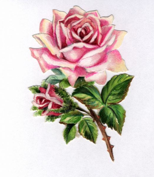 Rose sticker / 20th century od 