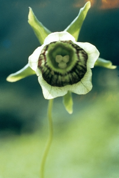 Roundleaf Asiabell (Codonopsis rotundifolia) (photo)  od 