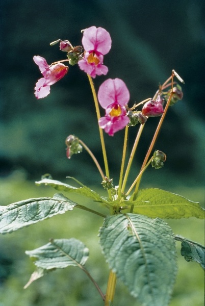 Royle''s Snapweed Balsam (Impatiens glandulifera) (photo)  od 