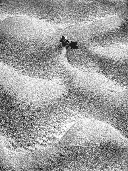 Sand pattern (b/w photo)  od 