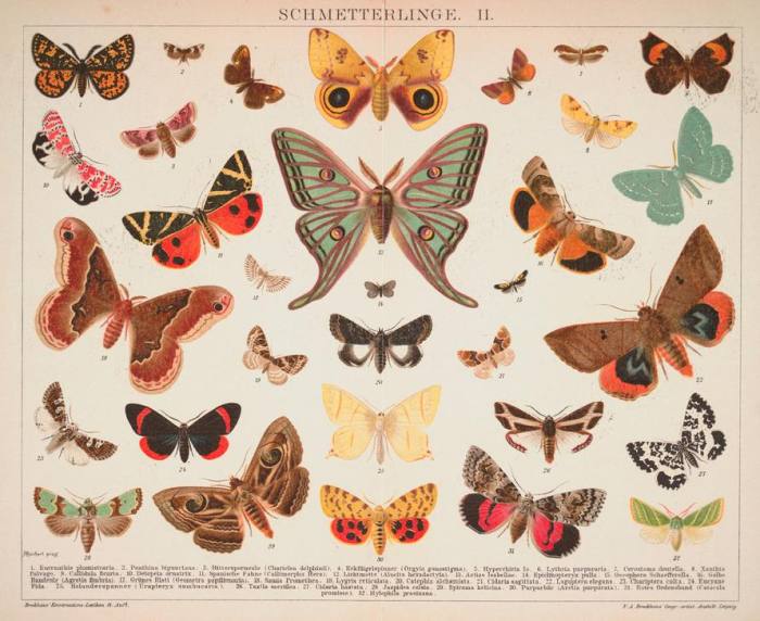 Schmetterlinge. II. od 