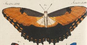 “Schöne ausländische Schmetterlinge. Die Hekuba (Papilio Hecuba) ".