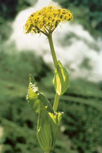 Sheathing Groundsel (Ligularia ampexicaulis) (photo)  od 