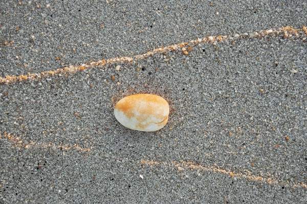 Shell with high tide mark of sand catching light of setting sun (photo)  od 