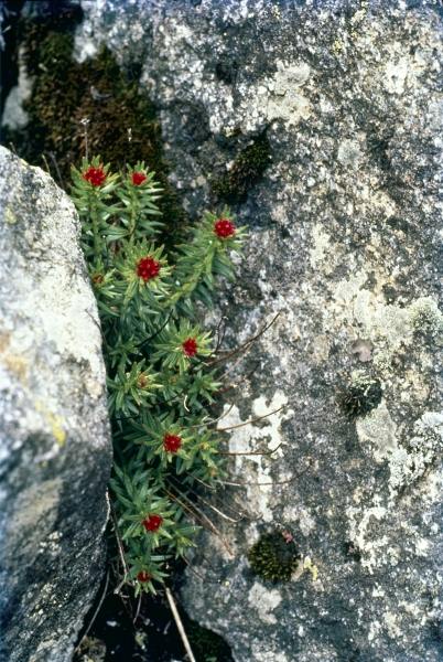 Sikkim Stonecrop (Rhodiola crenulata Sedum crenulatum) (photo)  od 