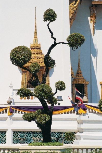 Small tree at Buddha temple (photo)  od 