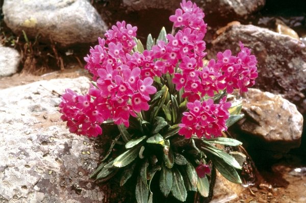 Smith''s Primrose (Primula atrodentata) (photo)  od 