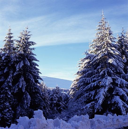 Snow-Covered Fir Trees on the Wicklow Mountains od 