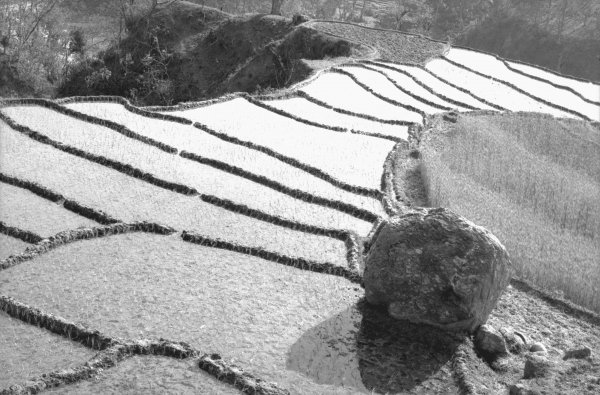 Step fields of rice, Eastern Nepal (b/w photo)  od 
