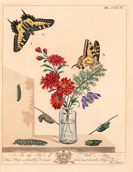 Swallowtail butterfly od 